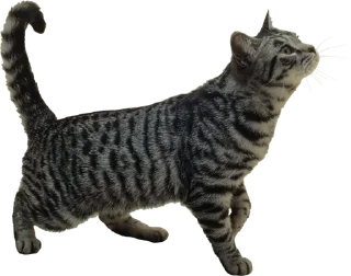 🍗 emoji Cats Telegram sticker 7 of 17