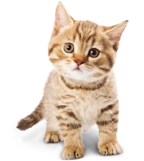 Cats sticker 3