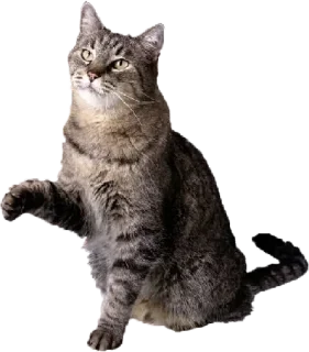 😺 emoji Cats Telegram sticker 8 of 17