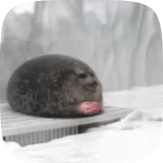 Sticker from Тюлени тюлени тюлени