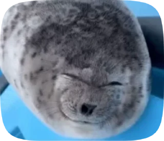 Sticker from Тюлени тюлени тюлени
