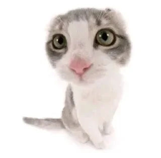 😽 emoji Люти пон Telegram sticker 21 of 21