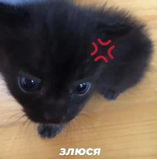 Sticker from kittens and other>>
