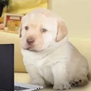 😐 emoji Для дуже важливих переговорів Telegram sticker 2 of 25