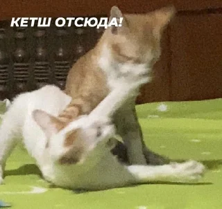 Sticker from kittens and other>>