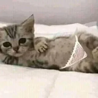 Sticker from kittens and other>>
