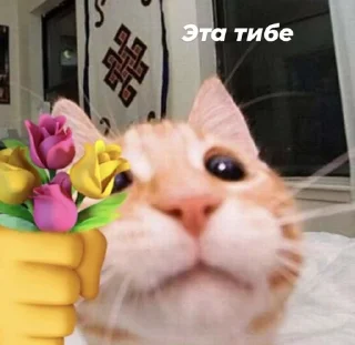 Sticker from kittens and other>>