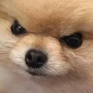 😡 emoji Для дуже важливих переговорів Telegram sticker 14 of 25