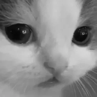 😥 emoji Для дуже важливих переговорів Telegram sticker 10 of 25