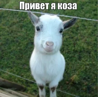 Sticker from привіт ти коза