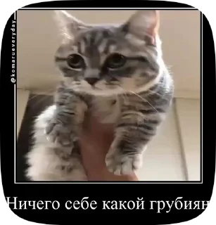 😤 emoji Комару Telegram sticker 16 of 50