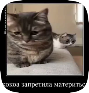 😢 emoji Комару Telegram sticker 12 of 50