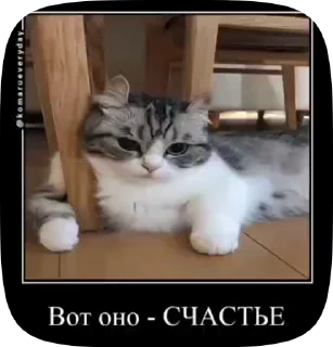 😁 emoji Комару Telegram sticker 17 of 50