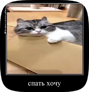 😿 emoji Комару Telegram sticker 21 of 50