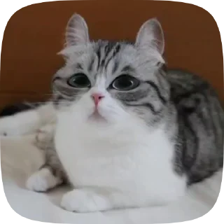 😣 emoji Комару Telegram sticker 9 of 50