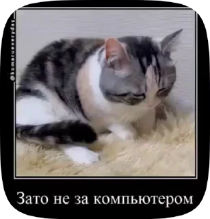 💻 emoji Комару Telegram sticker 19 of 50