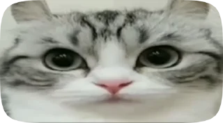 🤨 emoji Комару Telegram sticker 8 of 50