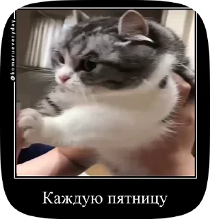 ☺️ emoji Комару Telegram sticker 5 of 50