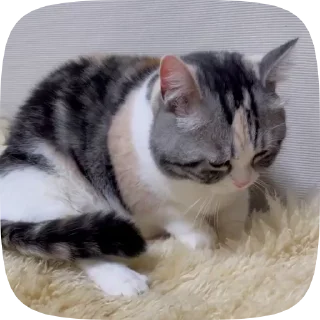 ☺️ emoji Комару Telegram sticker 10 of 50