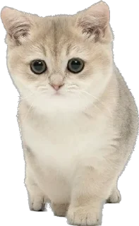 🤍 emoji Новый год Telegram sticker 14 of 22