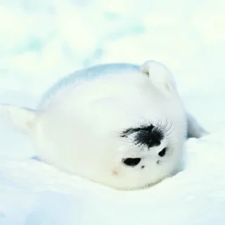 🦭 emoji Сексуальные ластоногие Telegram sticker 8 of 74