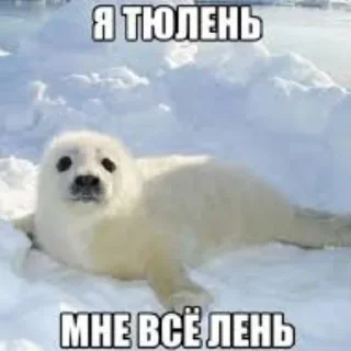 🦭 emoji Сексуальные ластоногие Telegram sticker 1 of 74