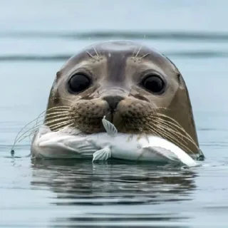 🦭 emoji Сексуальные ластоногие Telegram sticker 18 of 74