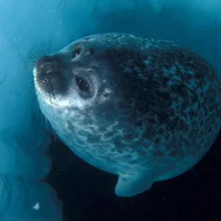 🦭 emoji Сексуальные ластоногие Telegram sticker 7 of 74