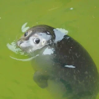 🦭 emoji Сексуальные ластоногие Telegram sticker 9 of 74