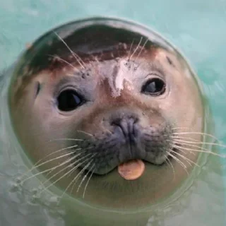 🦭 emoji Сексуальные ластоногие Telegram sticker 17 of 74