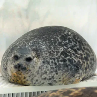 🦭 emoji Сексуальные ластоногие Telegram sticker 16 of 74