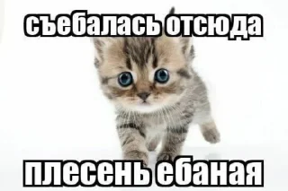 Sticker from Стики Кена (кто спиздит лох)