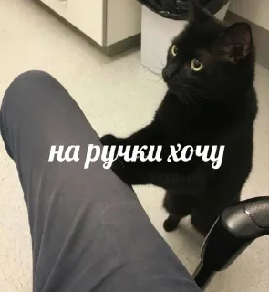 Cats<3 sticker 4