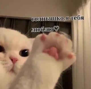 Cats<3 sticker 1