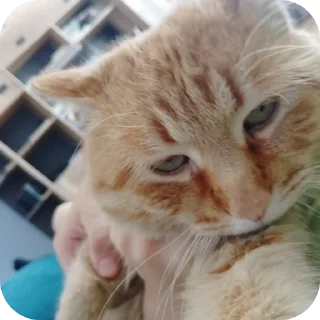 🐱 emoji Я ПИДОРАС ➡️ @Ctikerubot Telegram sticker 17 of 18