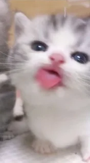 😛 emoji ฅ^•ﻌ•^ฅ Telegram sticker 9 of 11