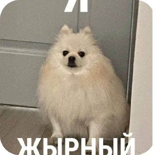 🐶 emoji жирный бобик Telegram sticker 9 of 10