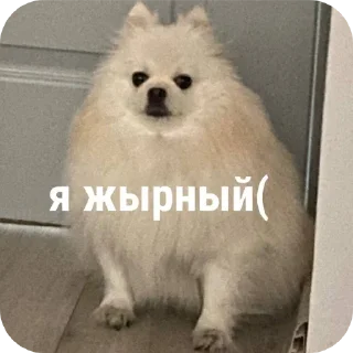 Sticker from жирный бобик