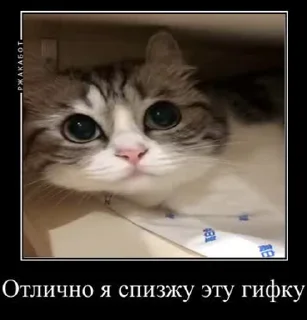 Гифки с Комару sticker 2