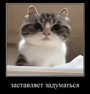 🌟 emoji Комару Telegram sticker 12 of 51