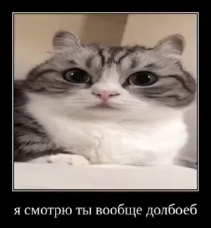 🌟 emoji Комару Telegram sticker 18 of 51