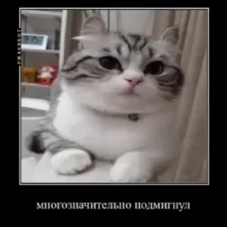 🌟 emoji Комару Telegram sticker 7 of 51