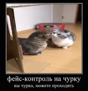 🌟 emoji Комару Telegram sticker 10 of 51