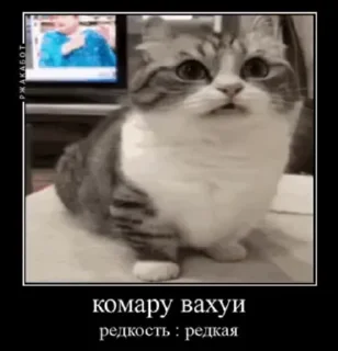 🌟 emoji Комару Telegram sticker 9 of 51