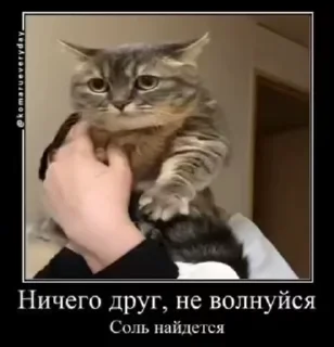 🌟 emoji Комару Telegram sticker 19 of 51