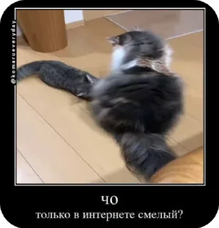 Sticker from Комару от коконата3