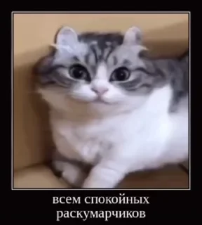 🌟 emoji Комару Telegram sticker 8 of 51