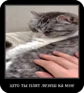 Sticker from Комару от коконата3