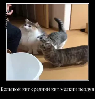 Гифки с Комару sticker 3