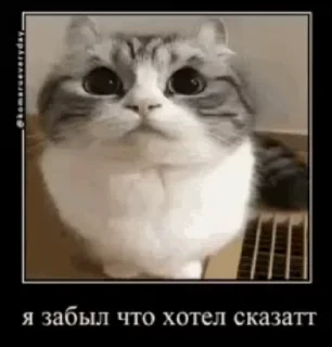 🌟 emoji Комару Telegram sticker 14 of 51